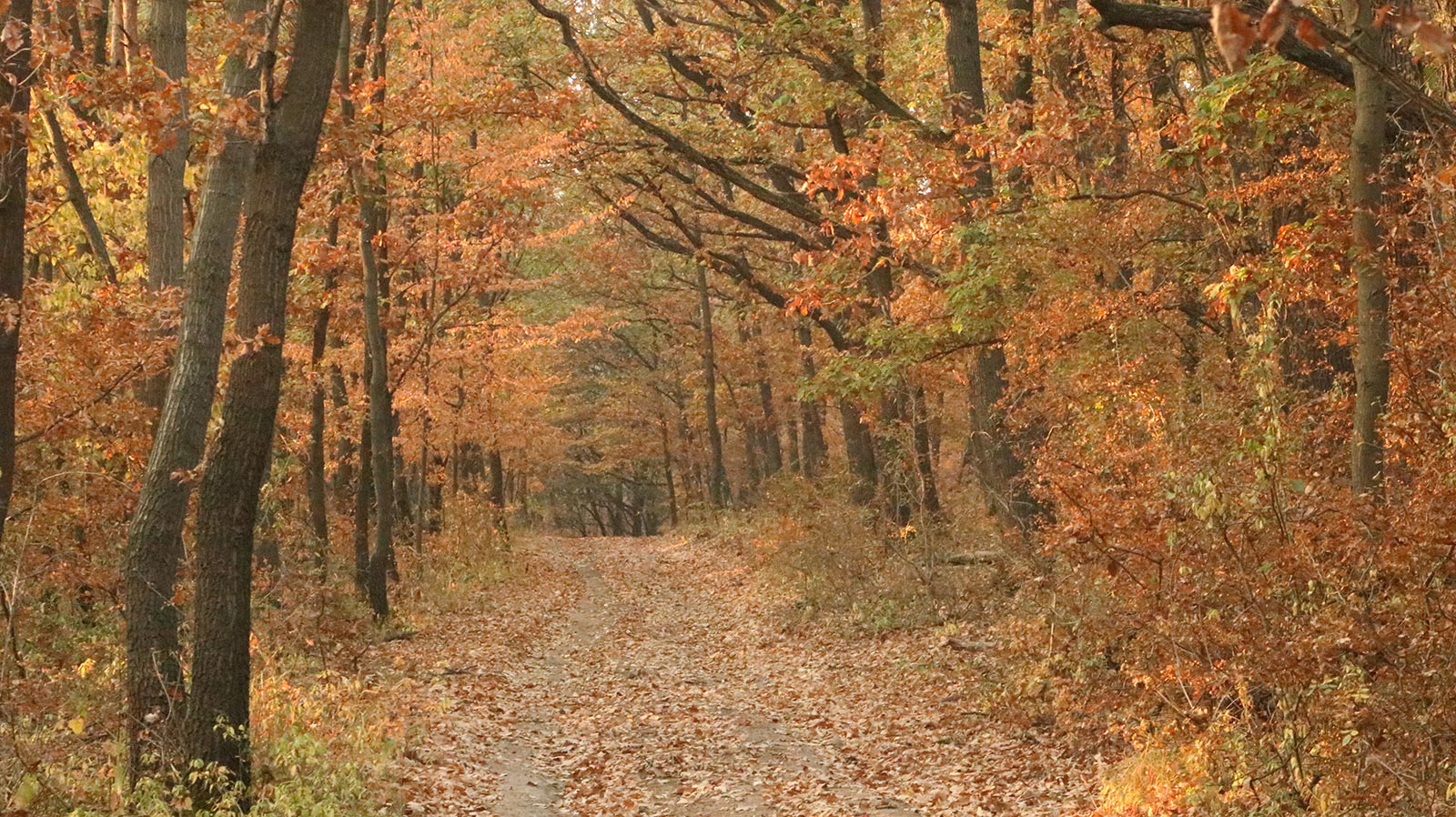 Igazi ősz - Fotó: Gyöngyösi Szilvia