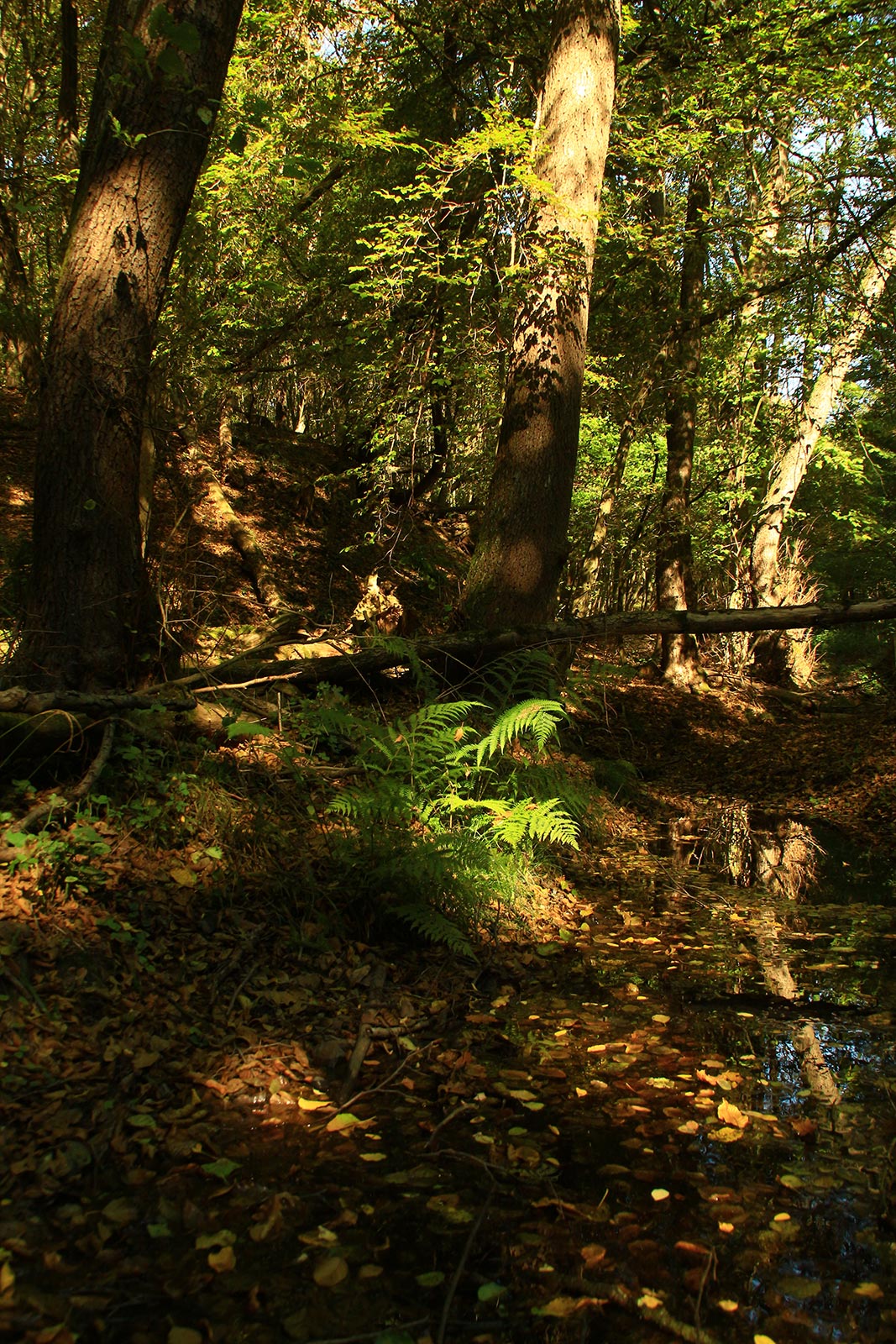 Alder forests along the stream