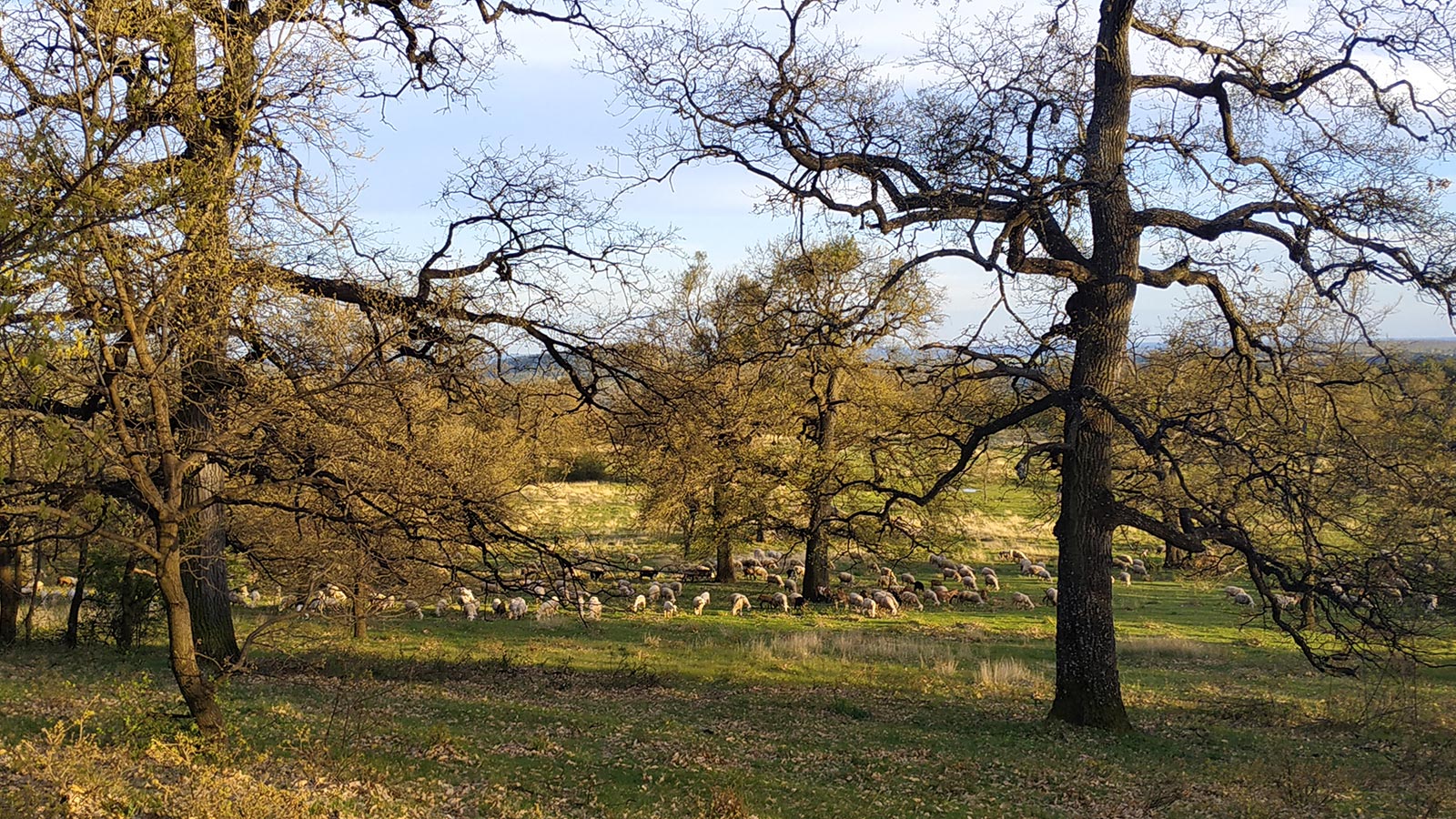 Pastures dotted with trees